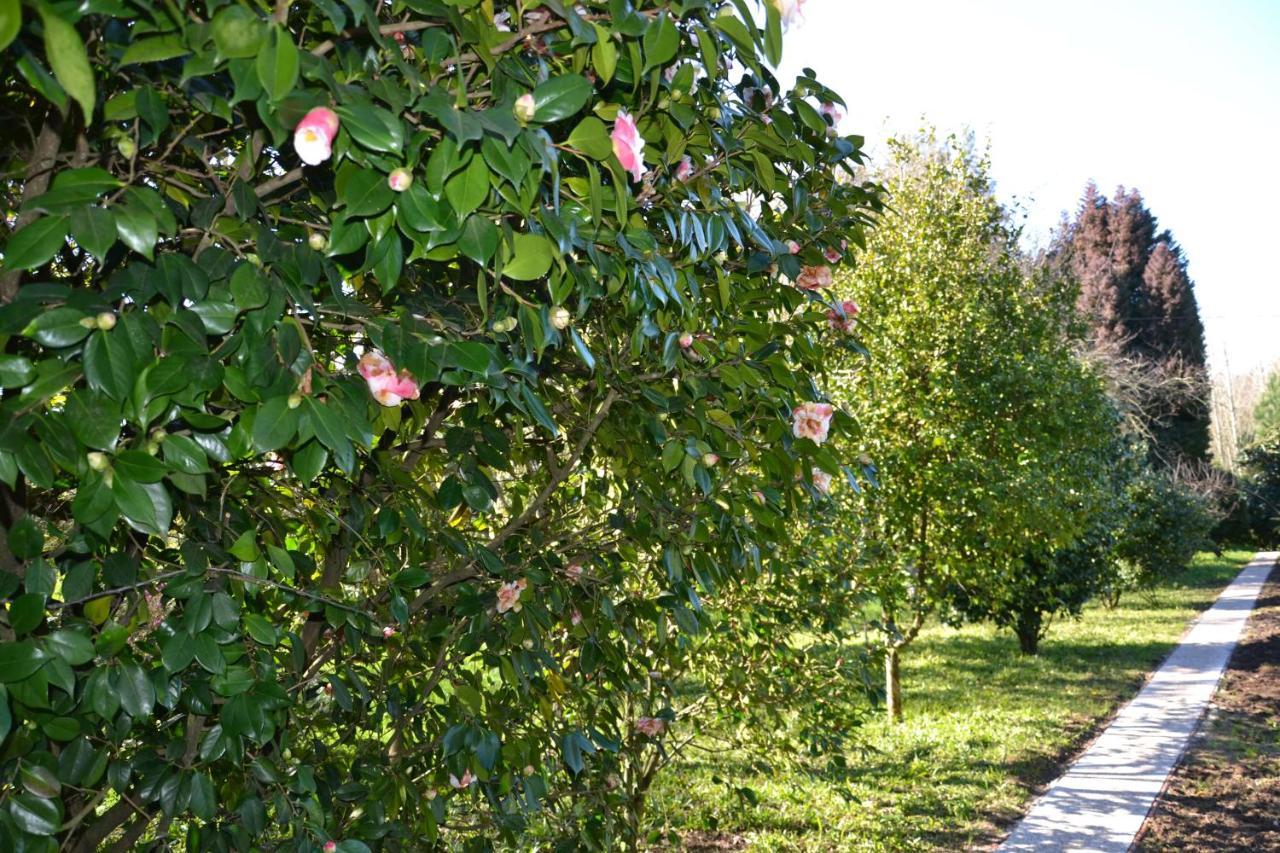 Quinta D'Avo Amelia Bed and Breakfast Alquerubim Eksteriør billede